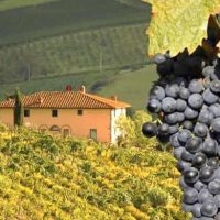 Wine Tour