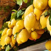 limoncello-3